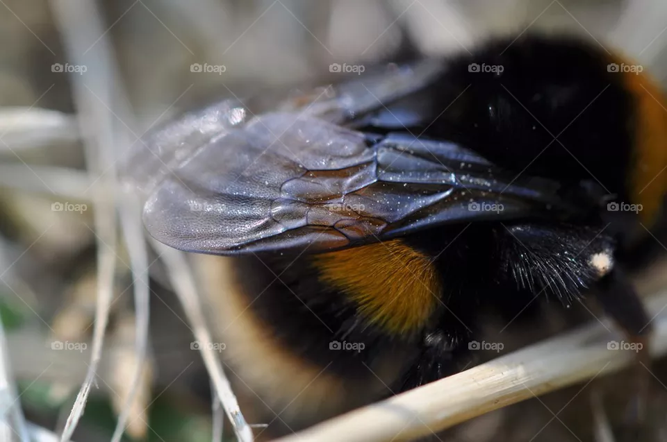 Wings
