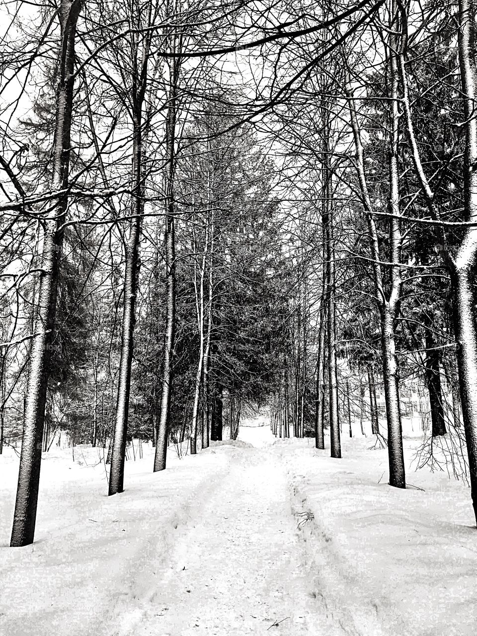 road in the winter forest