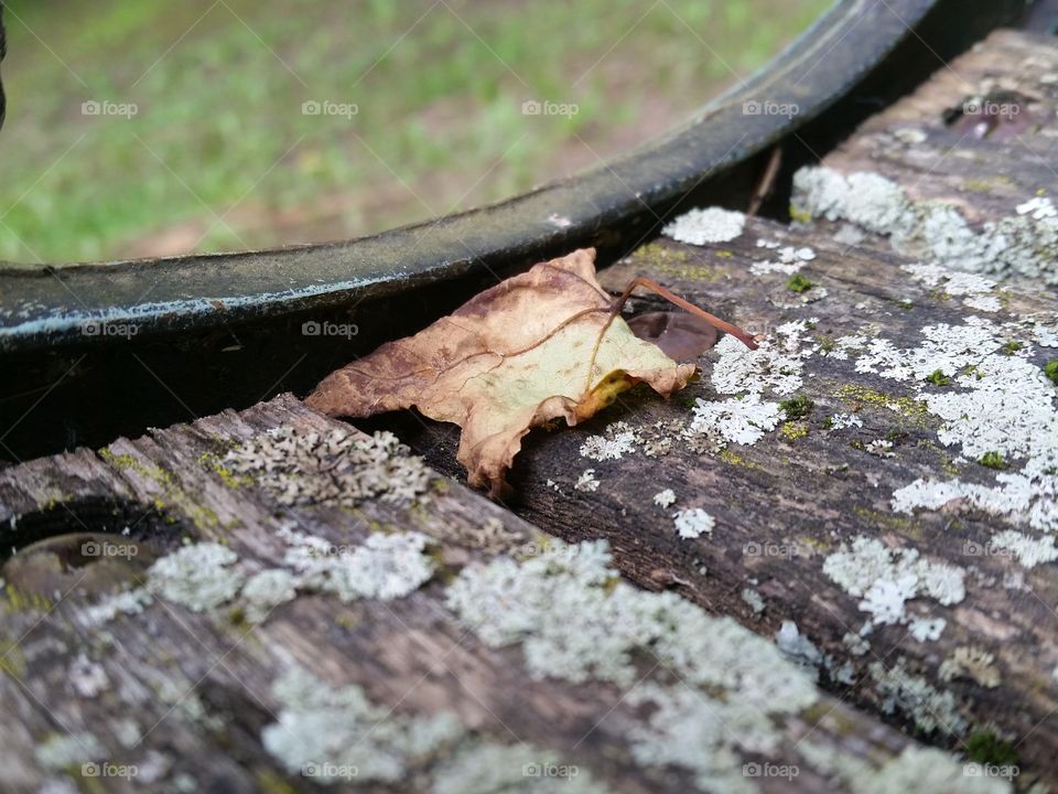 No Person, Wood, Nature, Outdoors, One