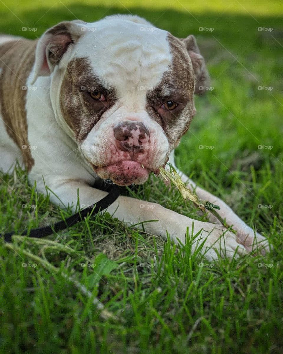 American bulldog in the grass.