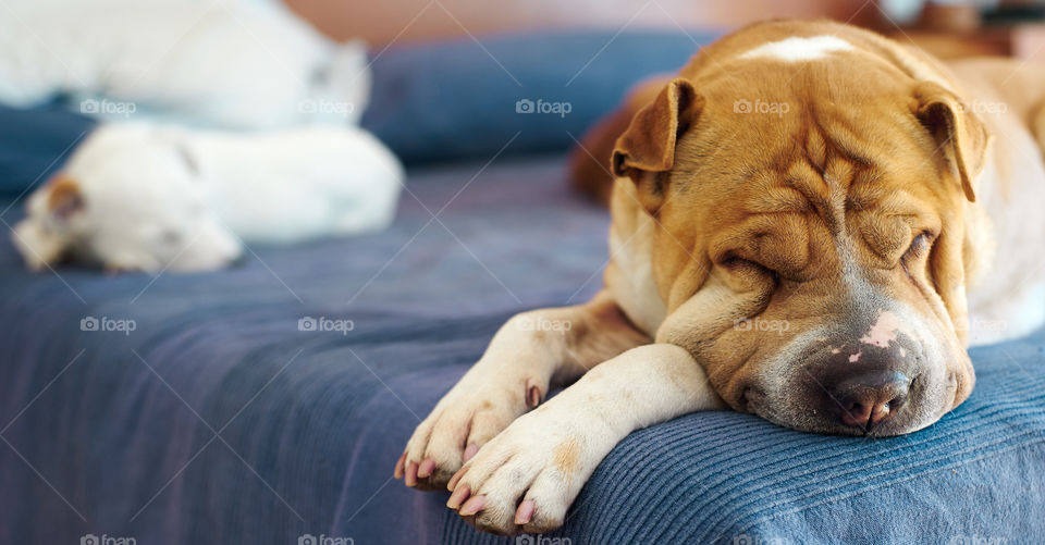 Dog sleeping on bed