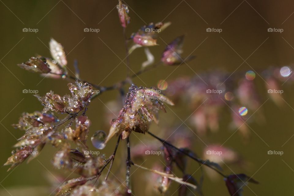 Morning dew on plant