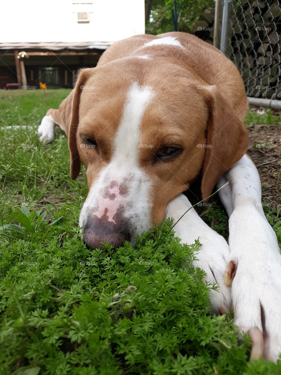 Guard Dog Taking Nap on Grass