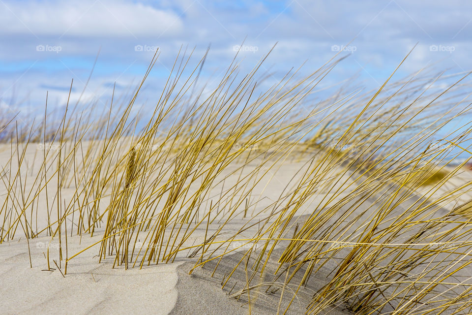 Baltic Sea beach with yellow grass, wind formed relief