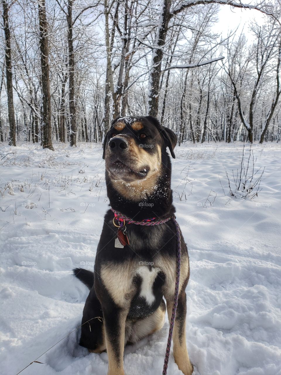 Snow, Winter, Cold, Dog, Mammal