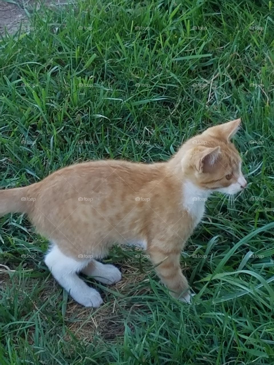 cat, kitten, lawn, grass, cute, pounce, country