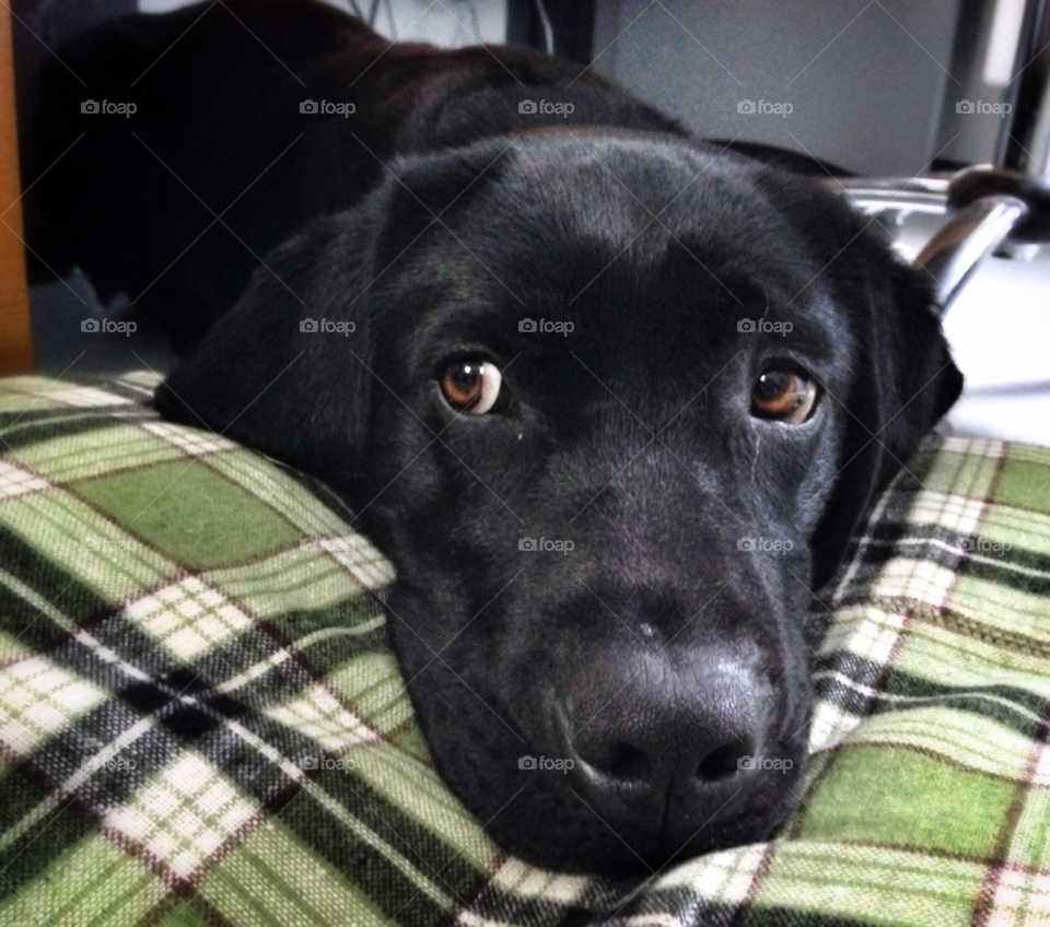 green black colors color by elektroseb