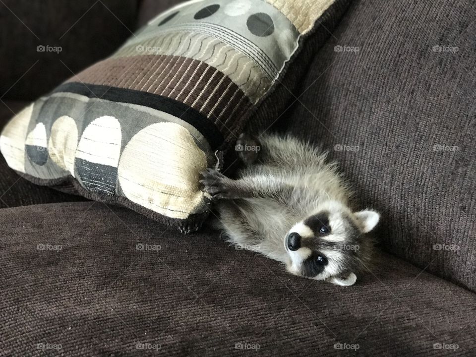 Playful Baby Raccoon
