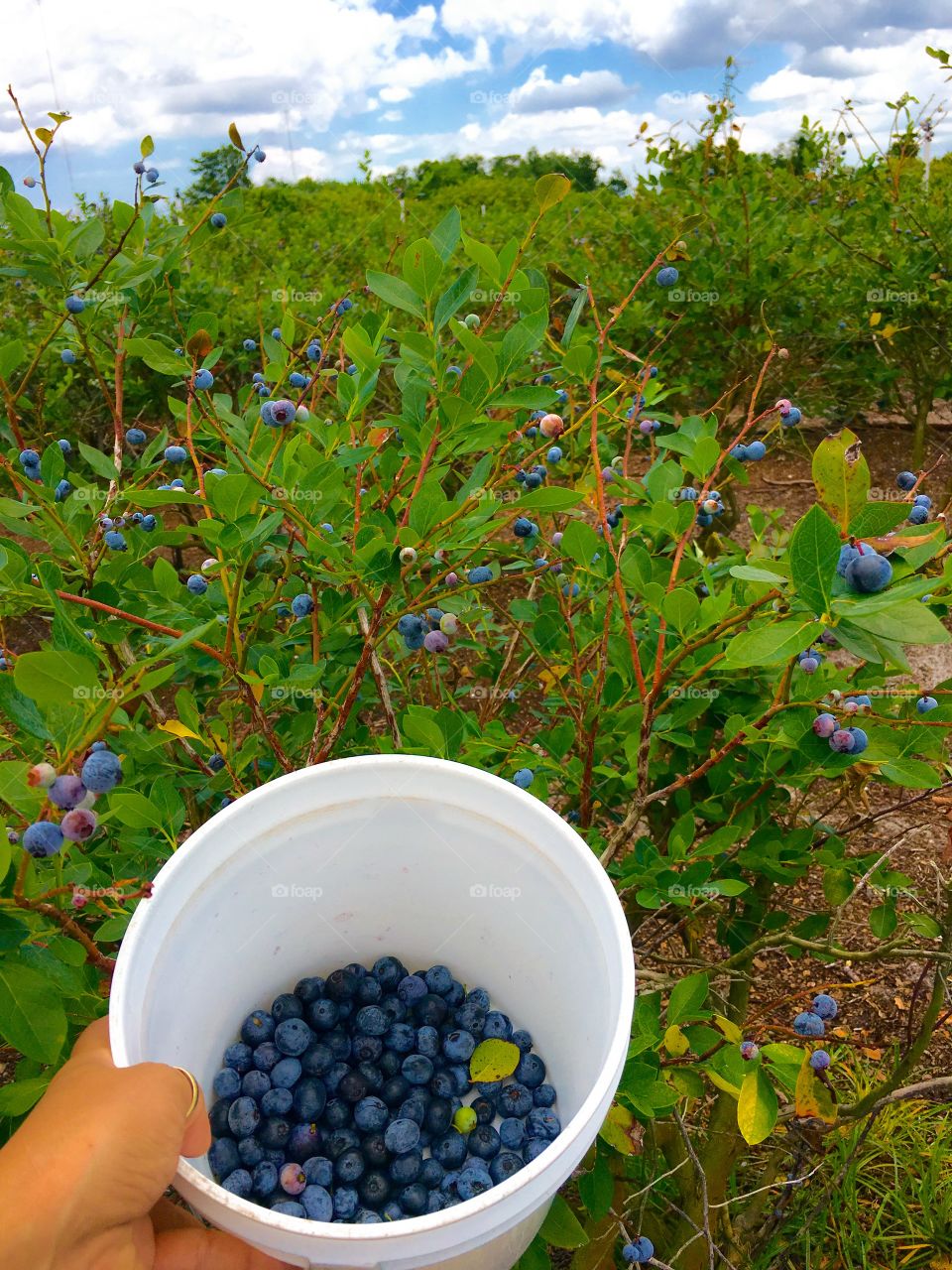 Person collecting blueberries in container