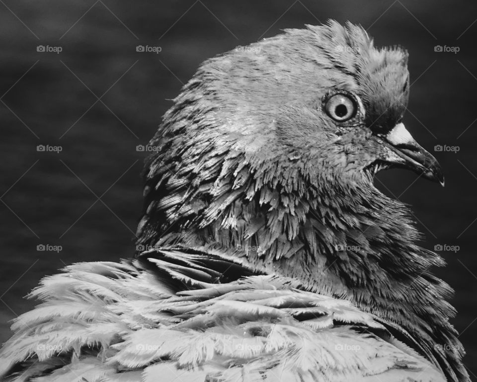 Close-up of pigeon