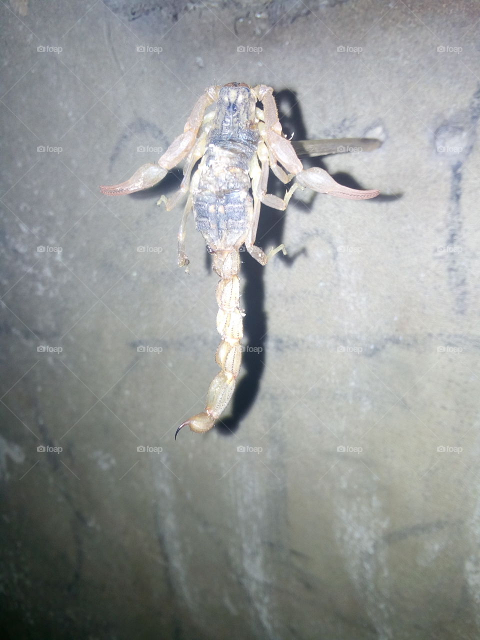 poisonous scorpion