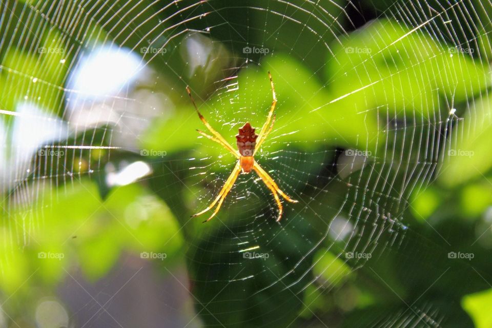 spider