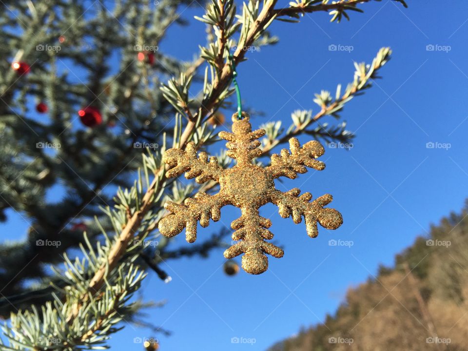 Tree, No Person, Branch, Winter, Nature