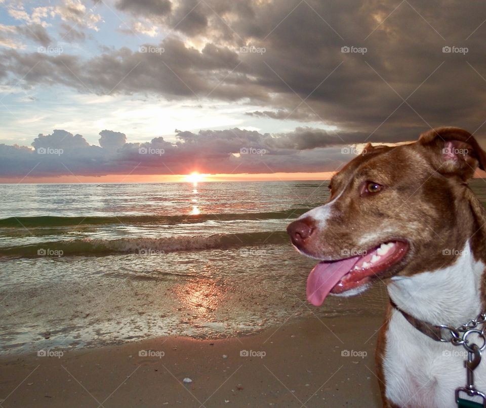 Beach dog 