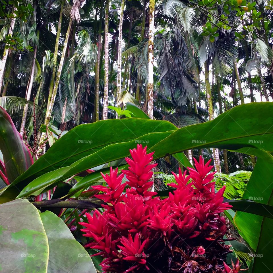 Torch ginger and palms