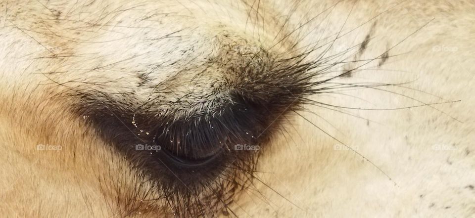 camel's eye at essaouira city in Morocco.