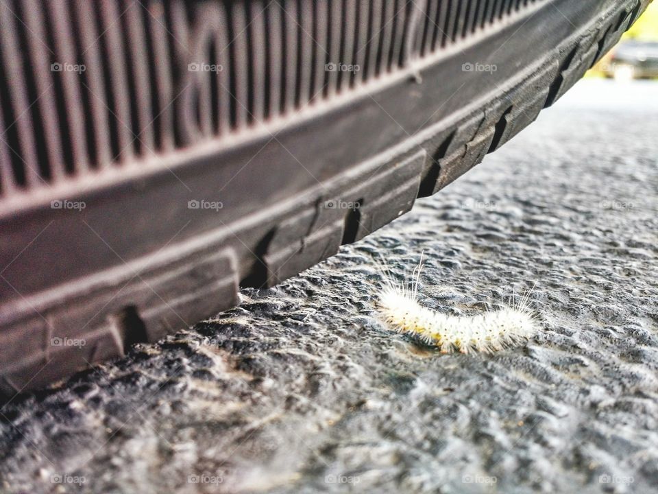 Caterpillar near car wheel