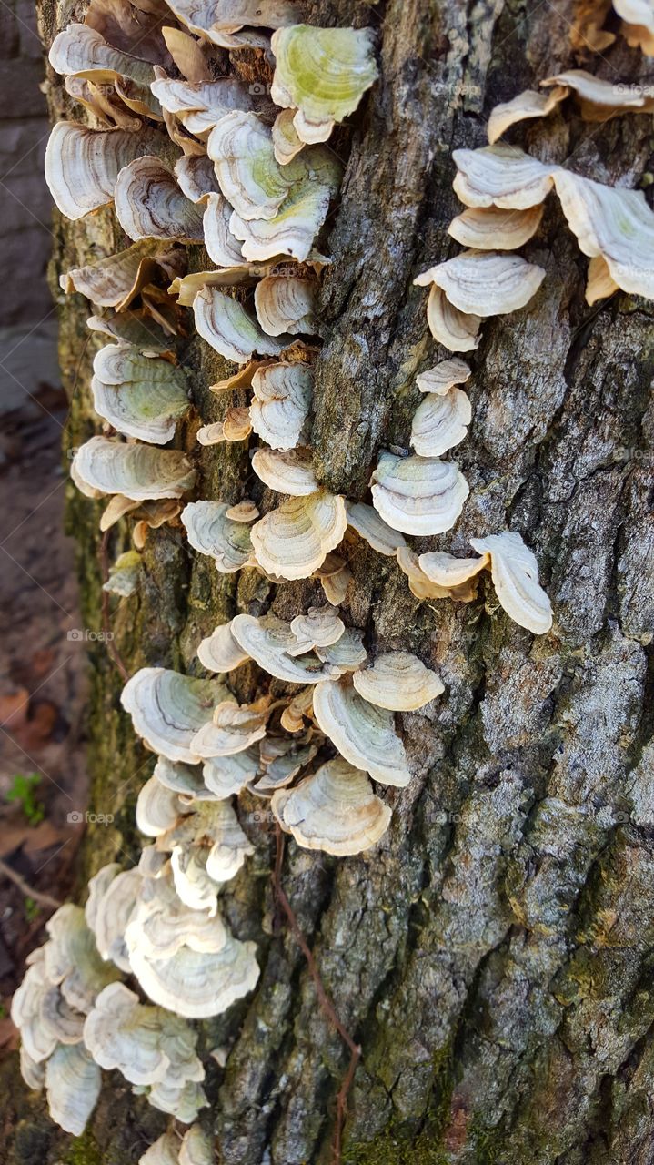 Interesting shelf mushrooms growing on a tree in our backyard.