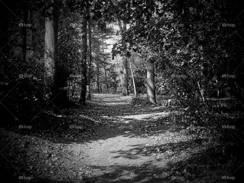 Silvery winding road