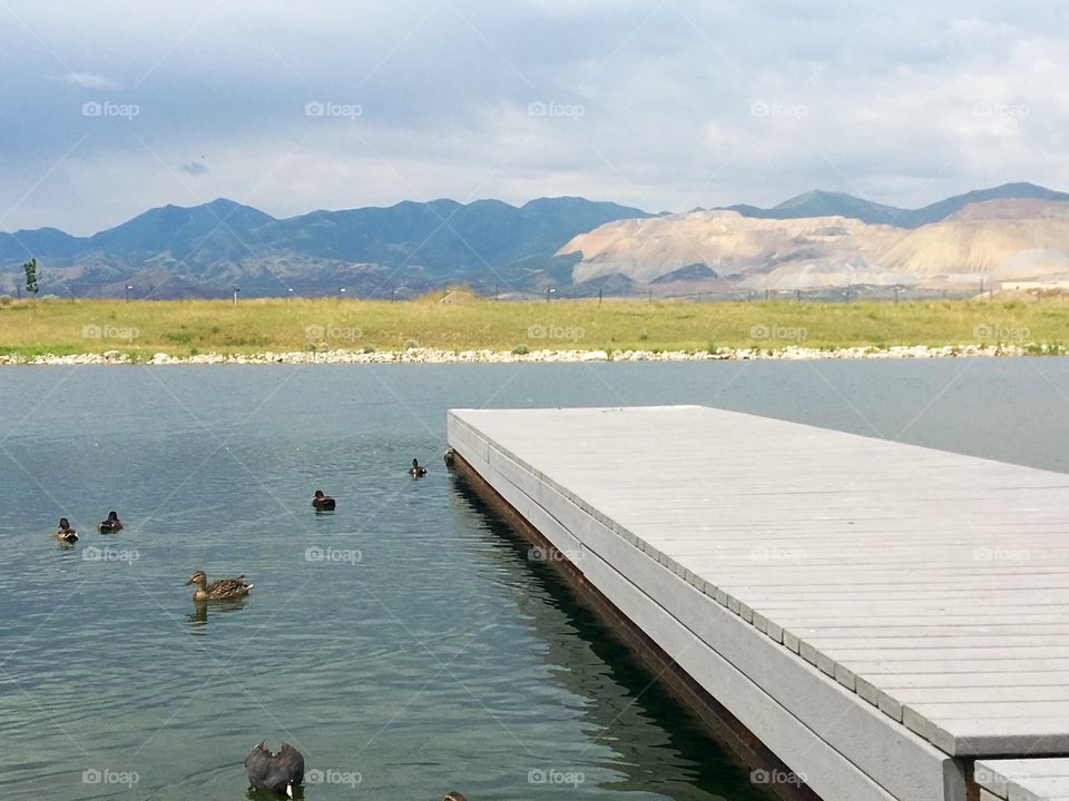 Ducks and Dock