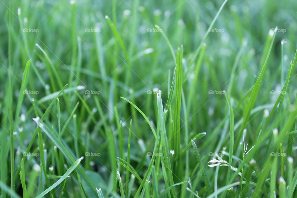 Grass