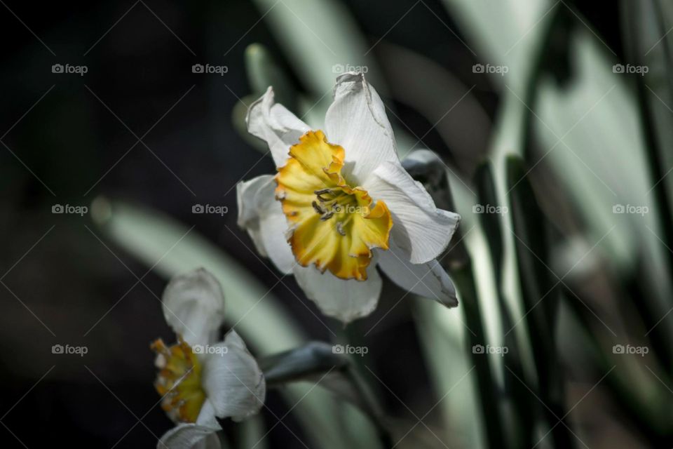 White Daffodil . Taken in Washington DC, Smithsonian Gardens.