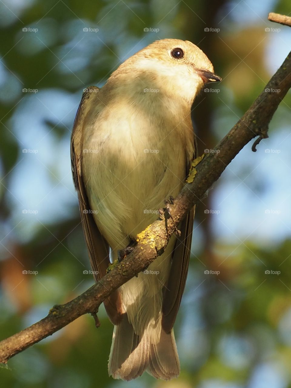 Flycatcher