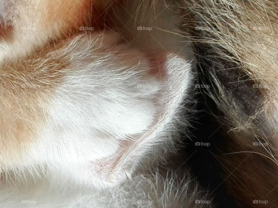 Paw and ear of kitties