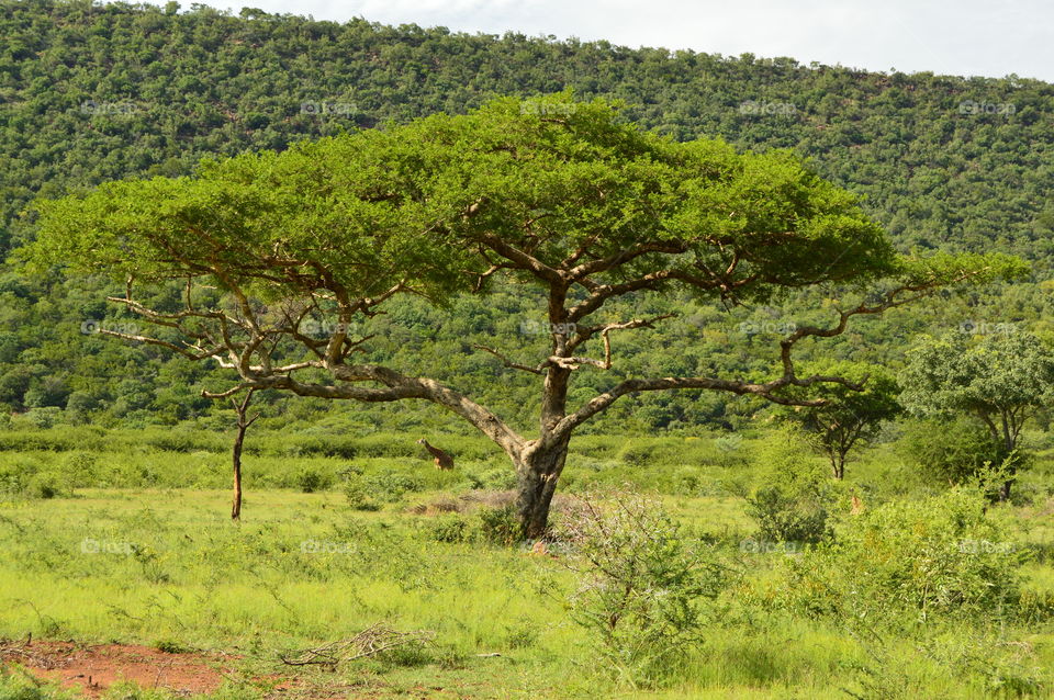 South African bushveld giraffe
