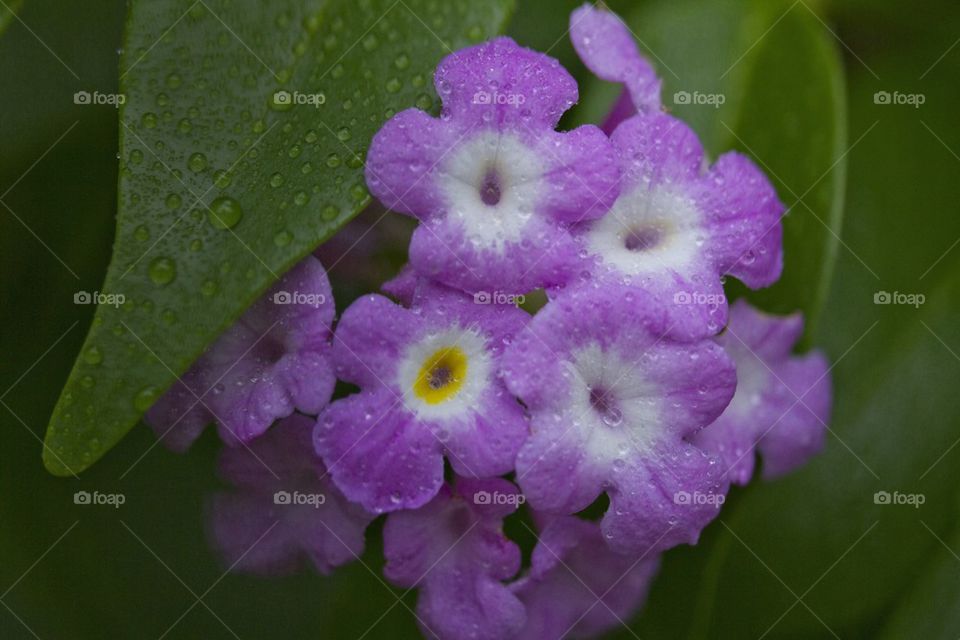 Purple flowers 