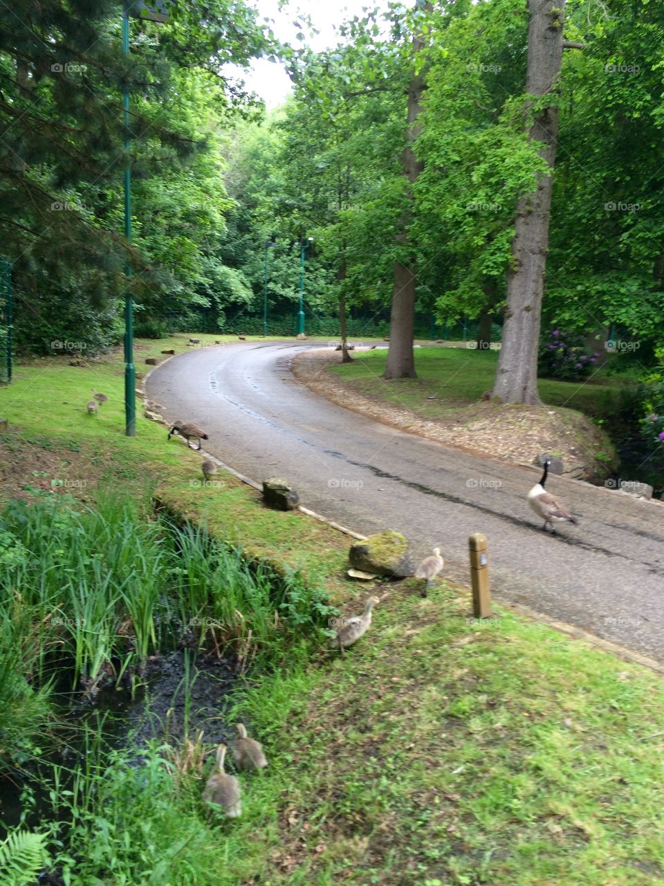 Family of Canada Geese negotiate a woodland road in Surrey. Family of Canada Geese, Chertsey, Surrey, England