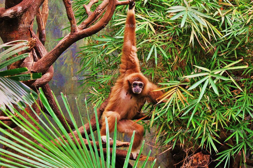 Close-up of monkey hanging on tree