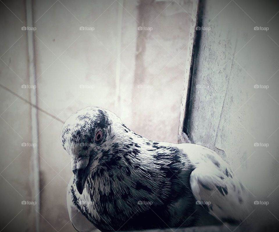 Pigeon Thinking Something