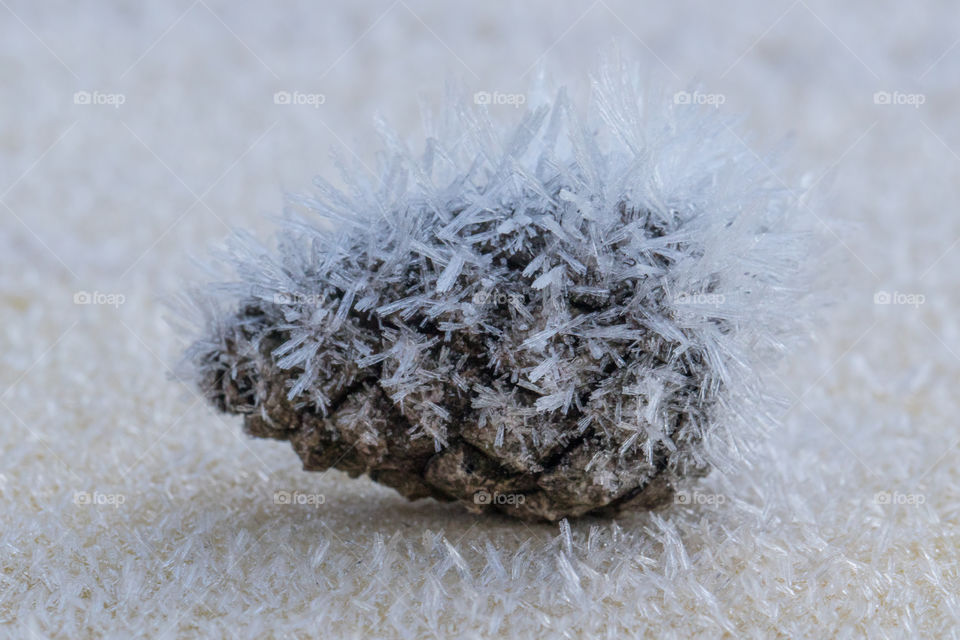 Frost on pine cone , close up - närbild frost rimfrost kotte 