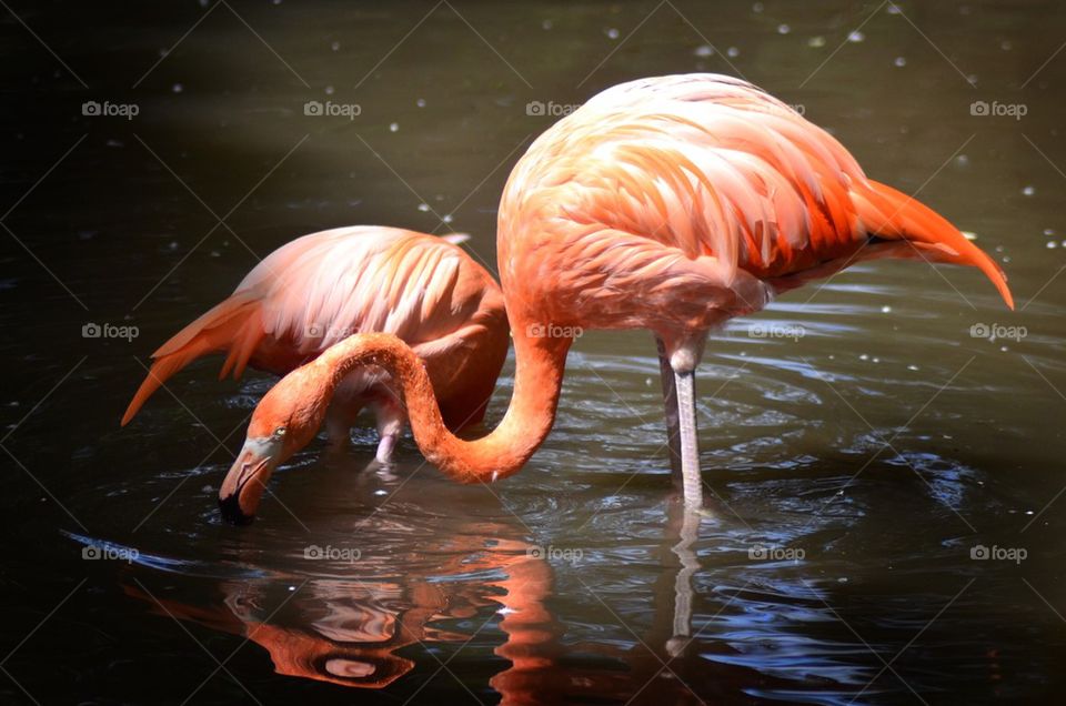 Flamingo