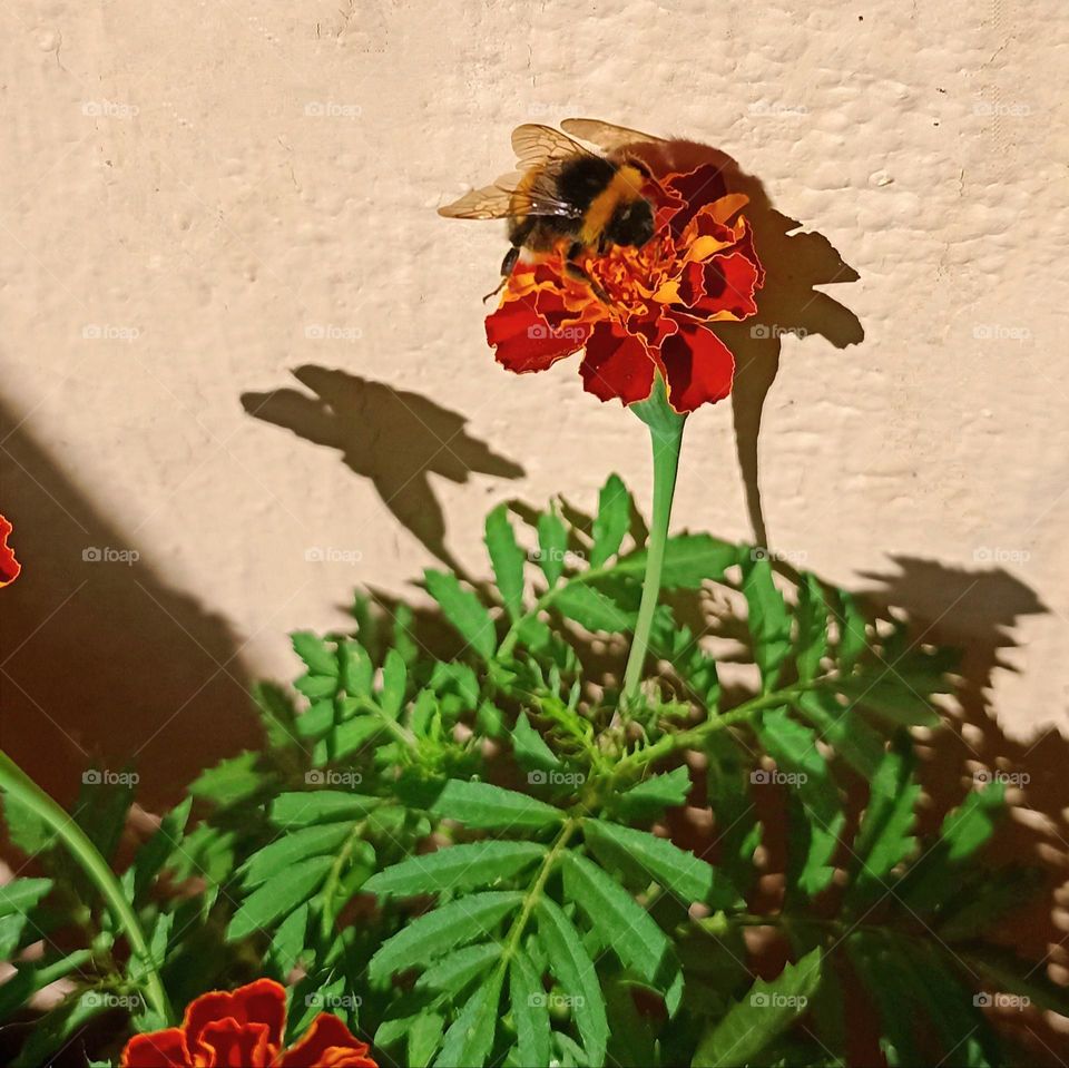 Bee on a flower spring and summer time