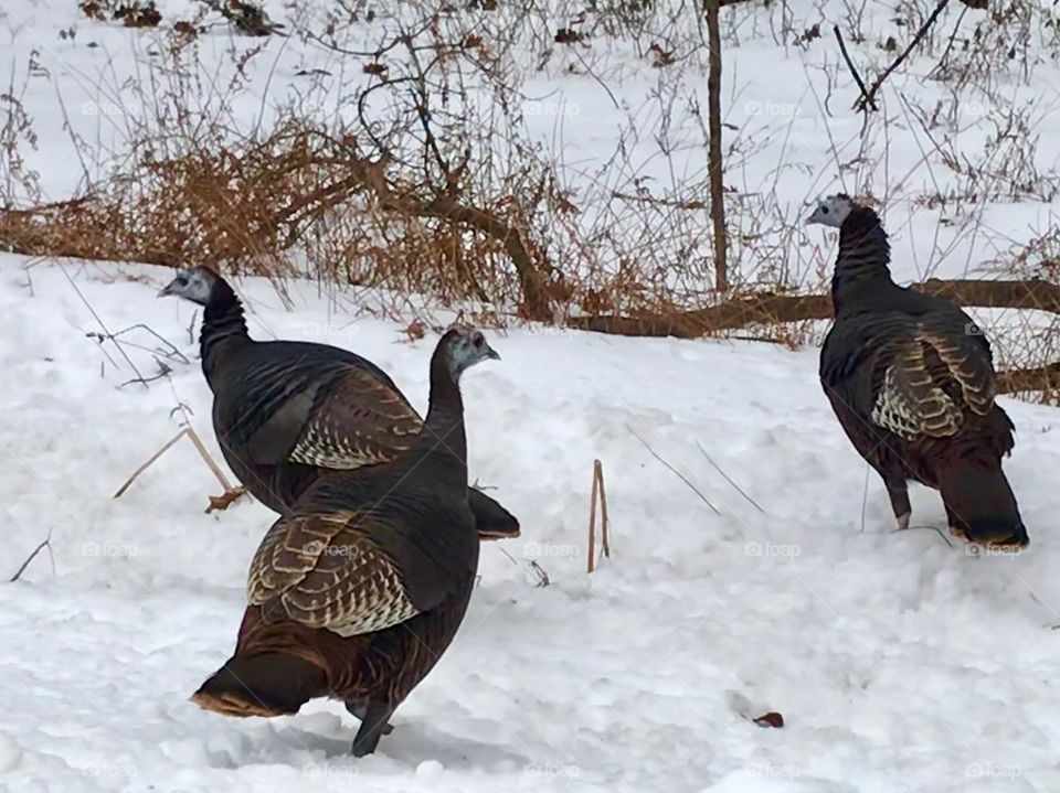 Turkeys in Winter 