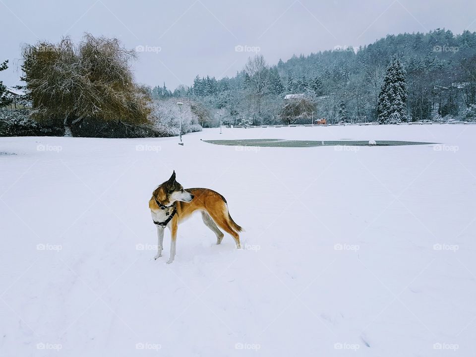 snow dog