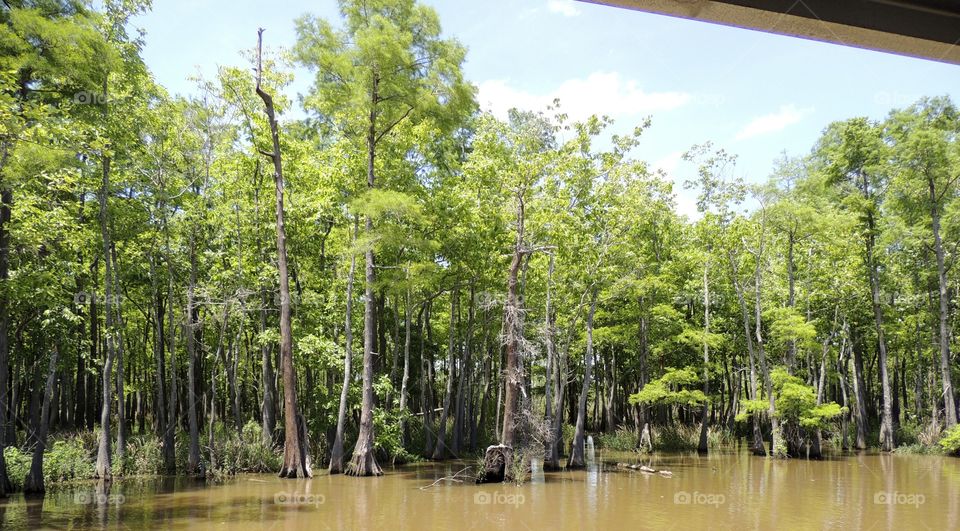 Neches River forest. Neches river forest in Beaumont Texas
