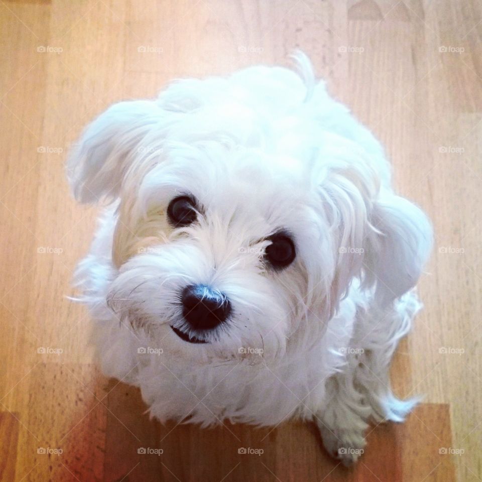 My cute maltese dog 🐶