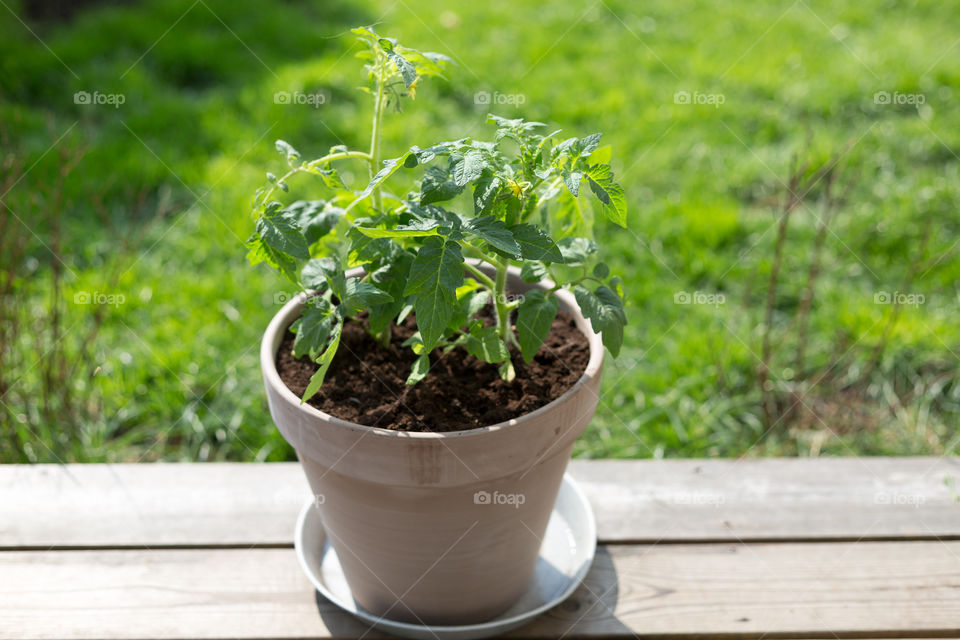 Growing tomatoes in flower pot outdoors 