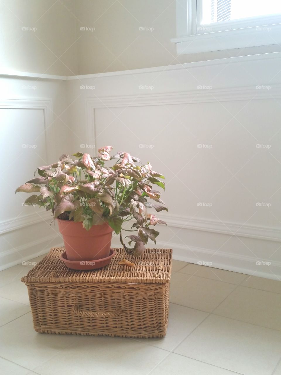 potted houseplant on basket in white toned room