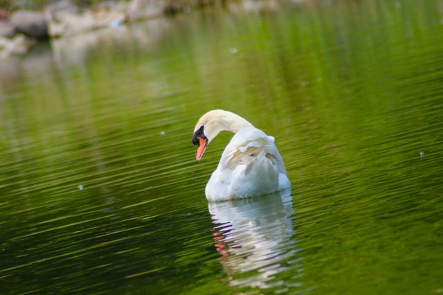 The Swan