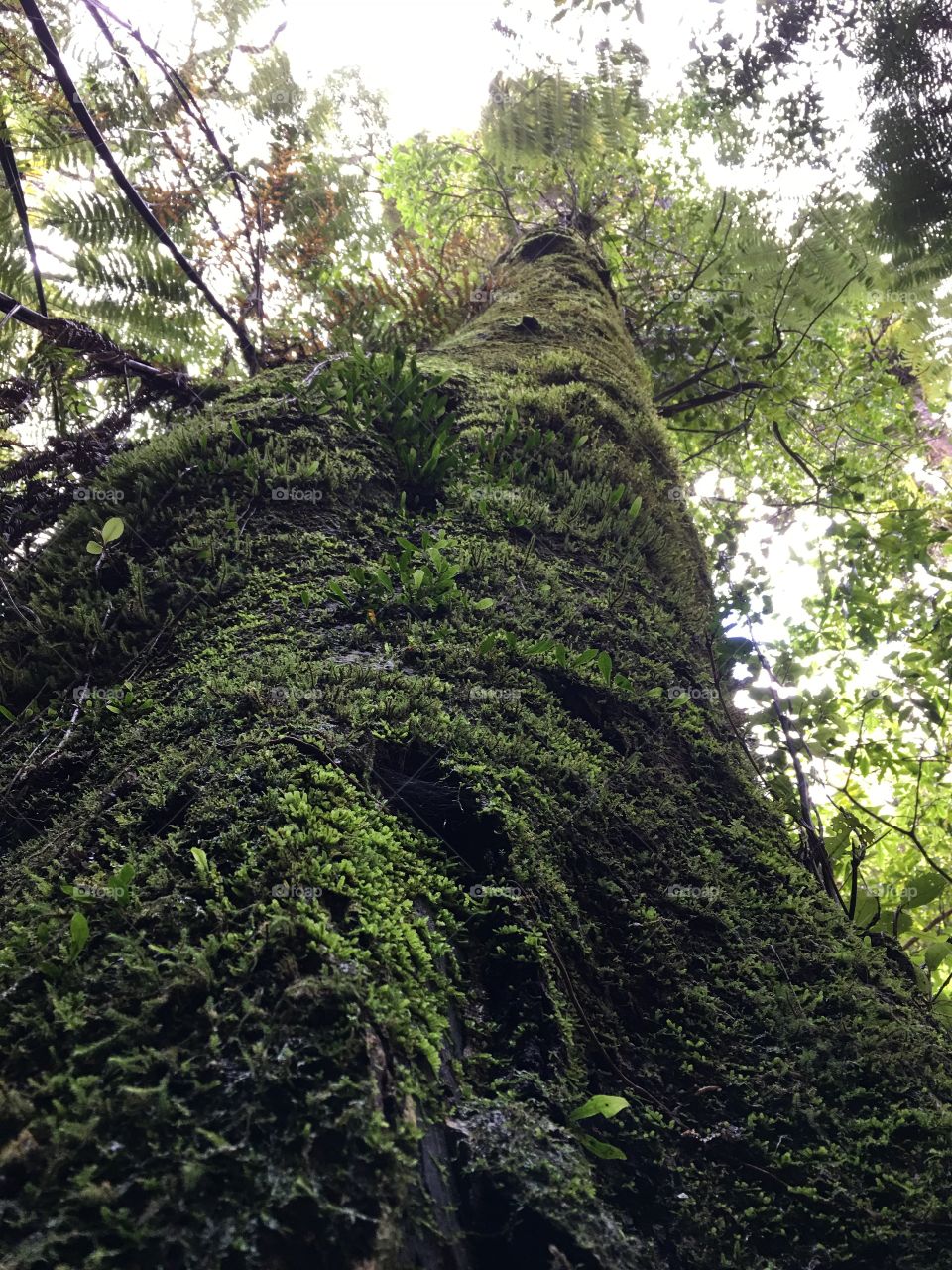 The mossy giant