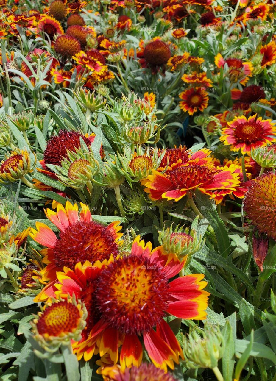 Red Flowers in Spring