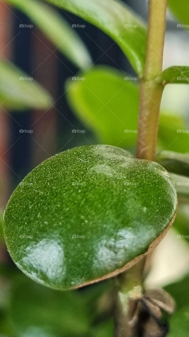 close-up of a green leaf on a plant.