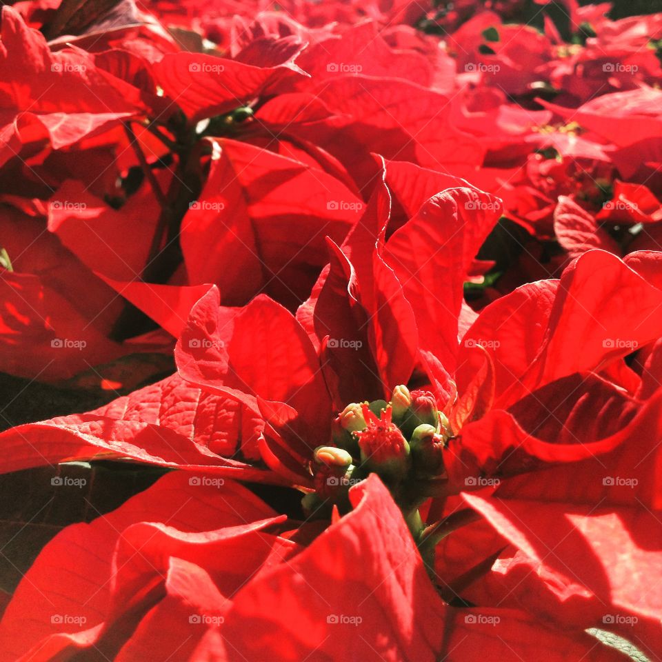 Poinsettias...