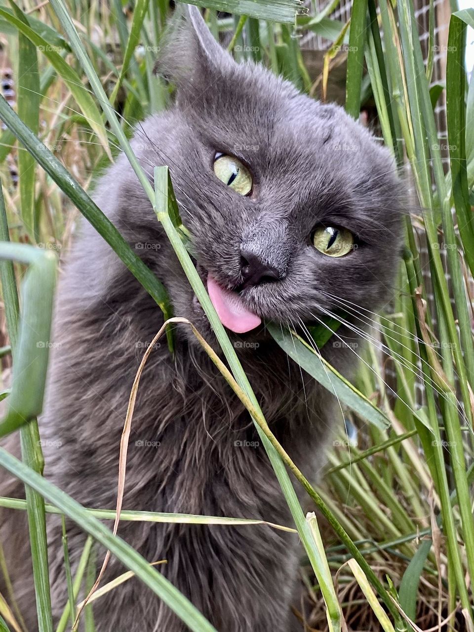 A grey cat making a funny face while eating grass