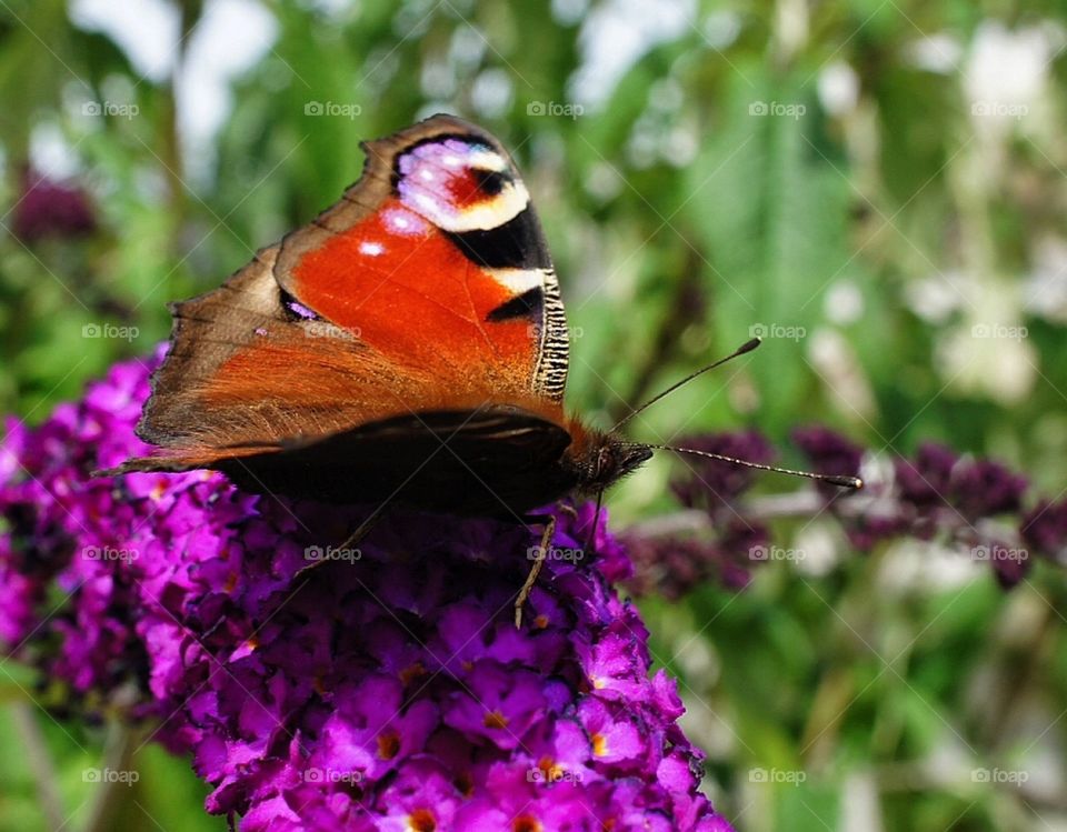 Butterfly in purple flower 