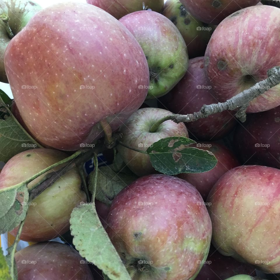 Close-up of apple fruits